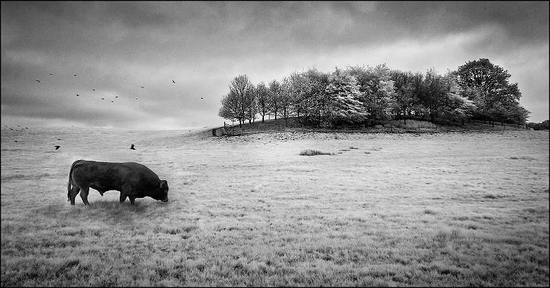 Bull on hillside - Syleham.jpg - Bull on Hillside - Syleham